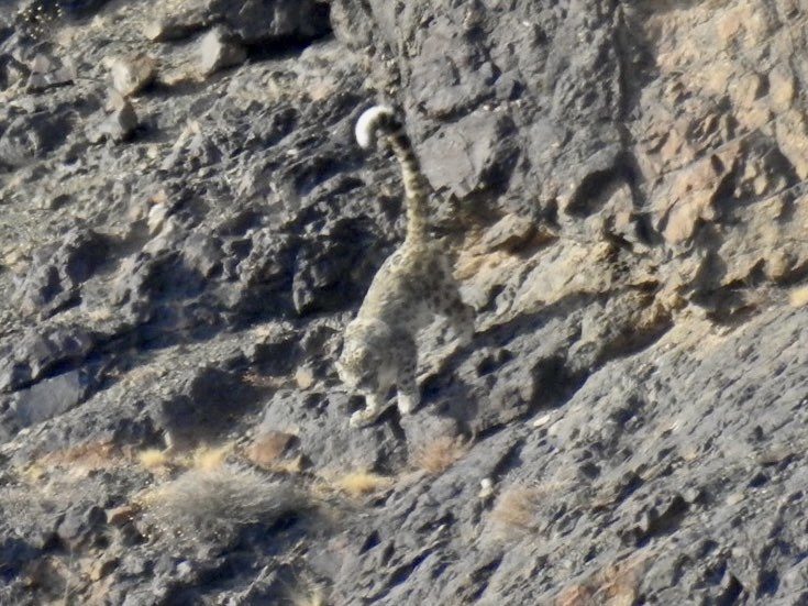 Snow Leopard
