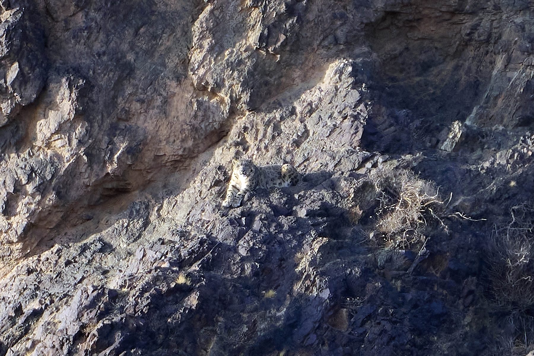Snow Leopard