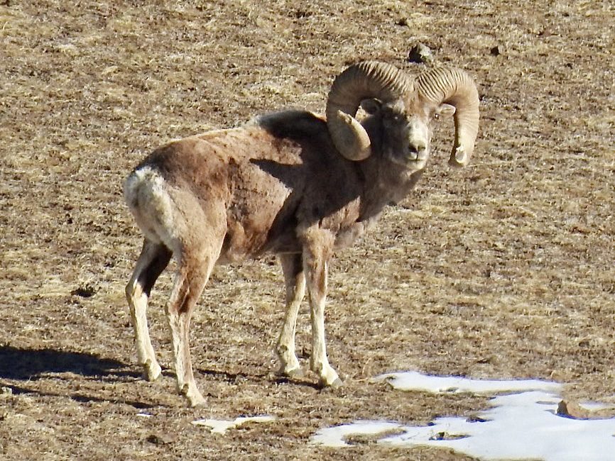 Argali