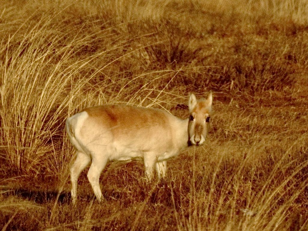 Mongolian Gazelle