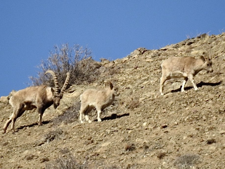 Siberian Ibex