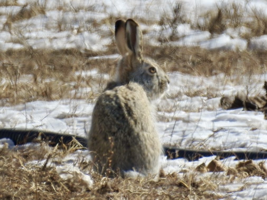 Tolai Hare
