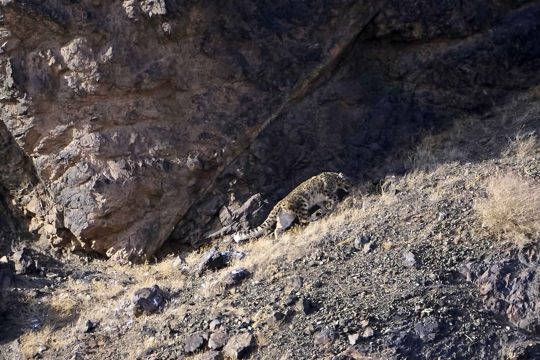 Snow Leopards