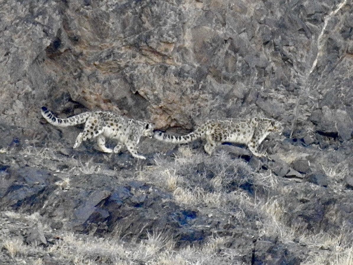 Snow Leopard