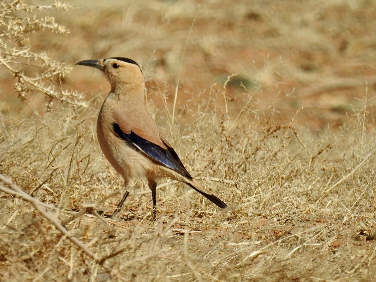 Mongolian Ground-Jay