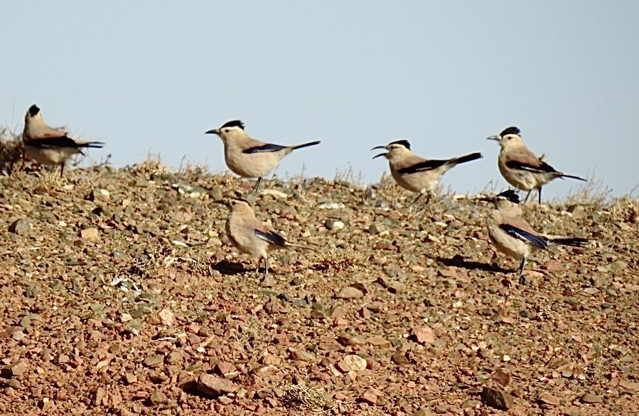 Mongolian Ground-Jays