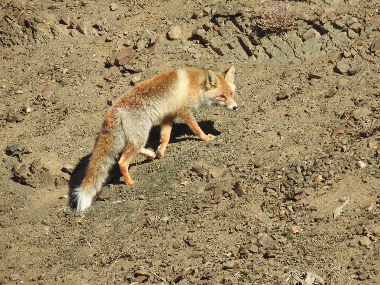 Red Fox