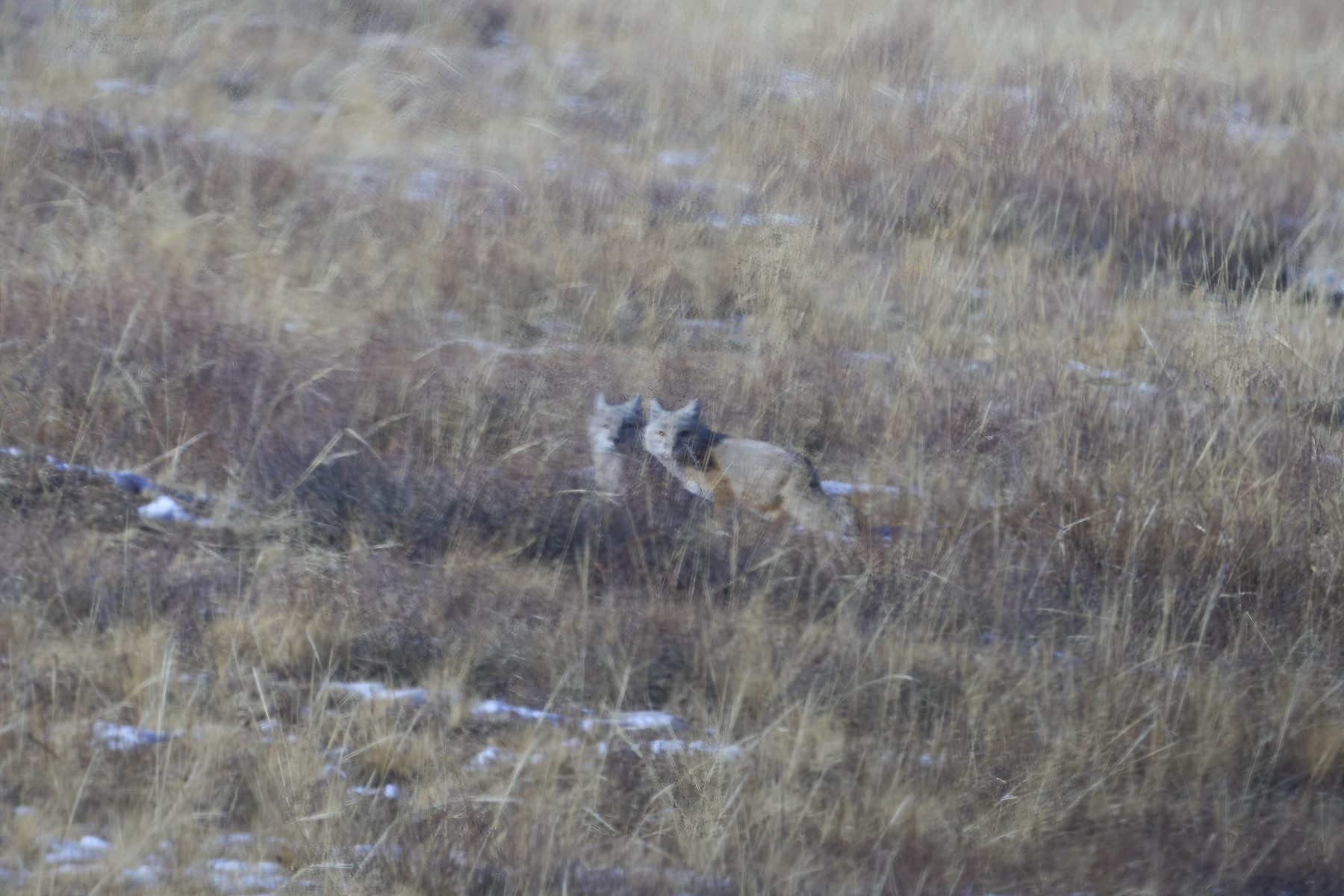 Corsac Foxes