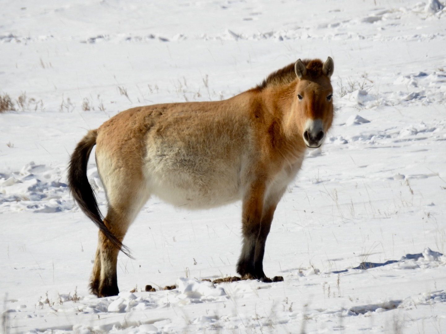 Przewalski’s Horse