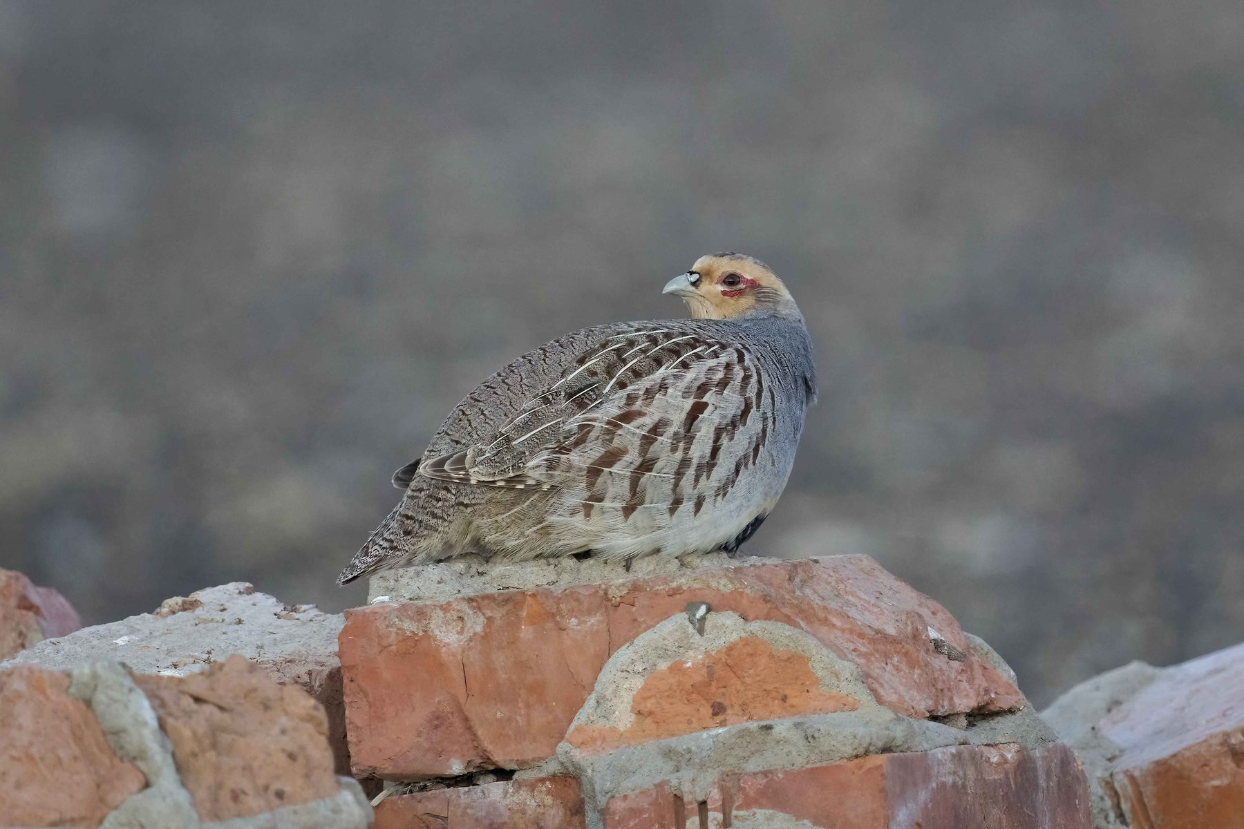 Daurian Partridge