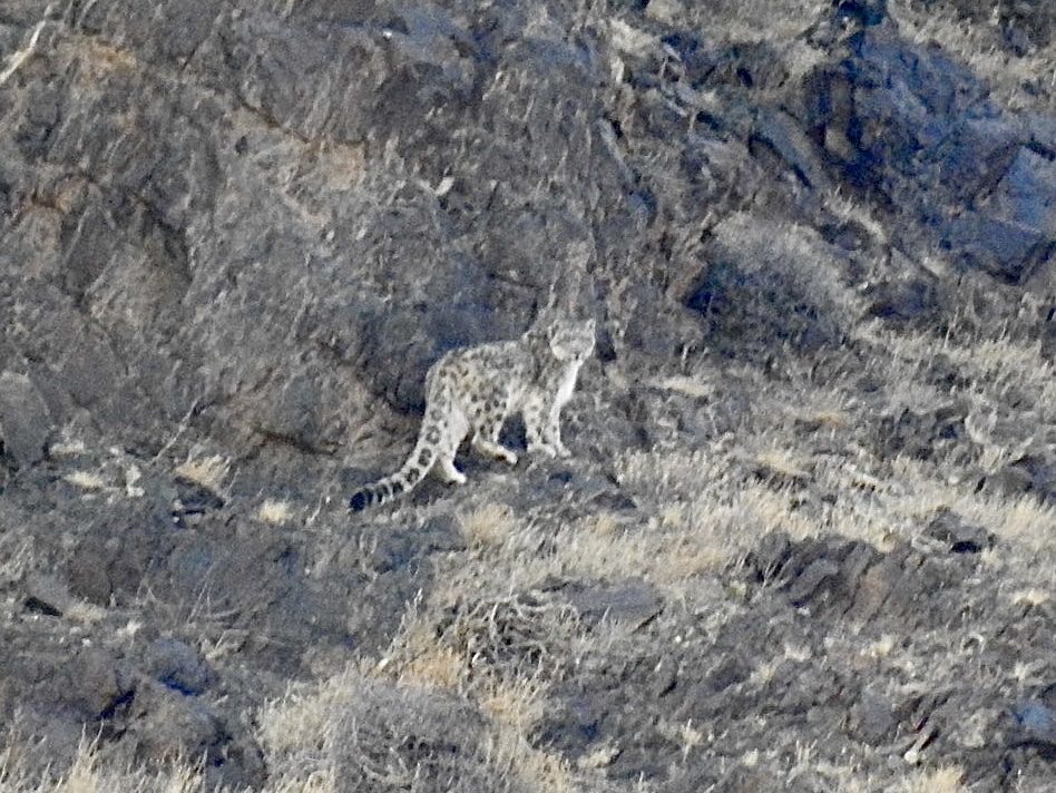 Snow Leopard