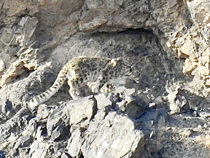Snow Leopard