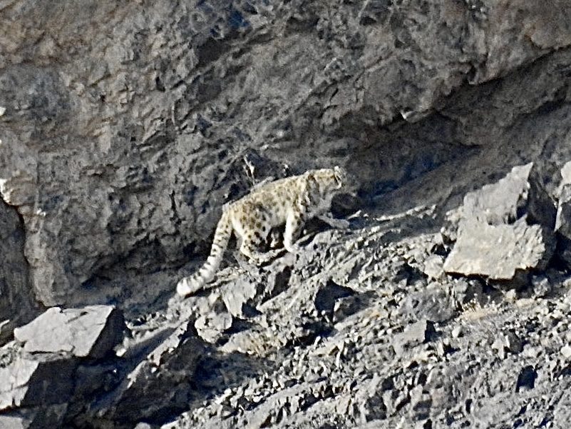Snow Leopard