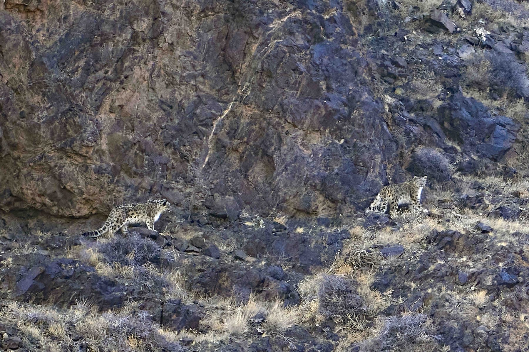 Snow Leopards